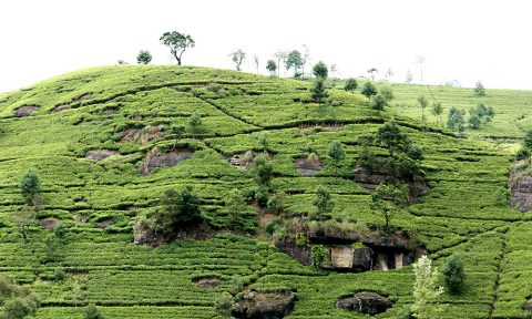 スリランカ 茶畑